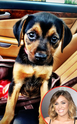 Miley Cyrus, Puppy Miley Cyrus, Puppy